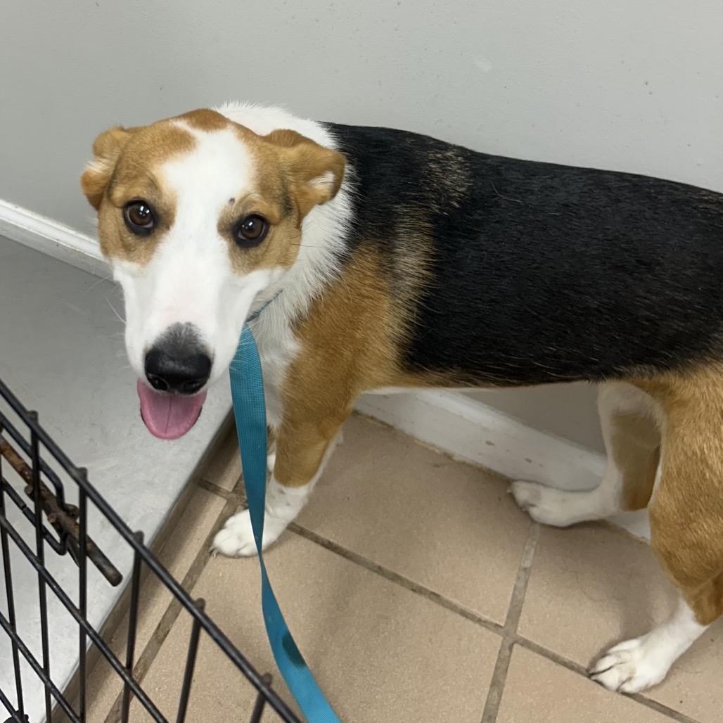 Enlarge Lana, a Adoptable mixed breed in Starkville, MS image 1/1