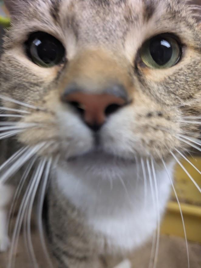 Randy, a ADOPTABLE Domestic Short Hair in Oak Ridge, TN image 4/5