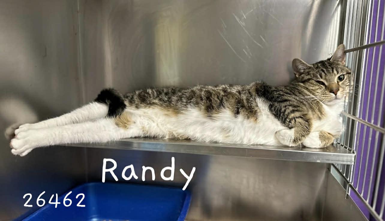 Randy, a ADOPTABLE Domestic Short Hair in Oak Ridge, TN image 3/5