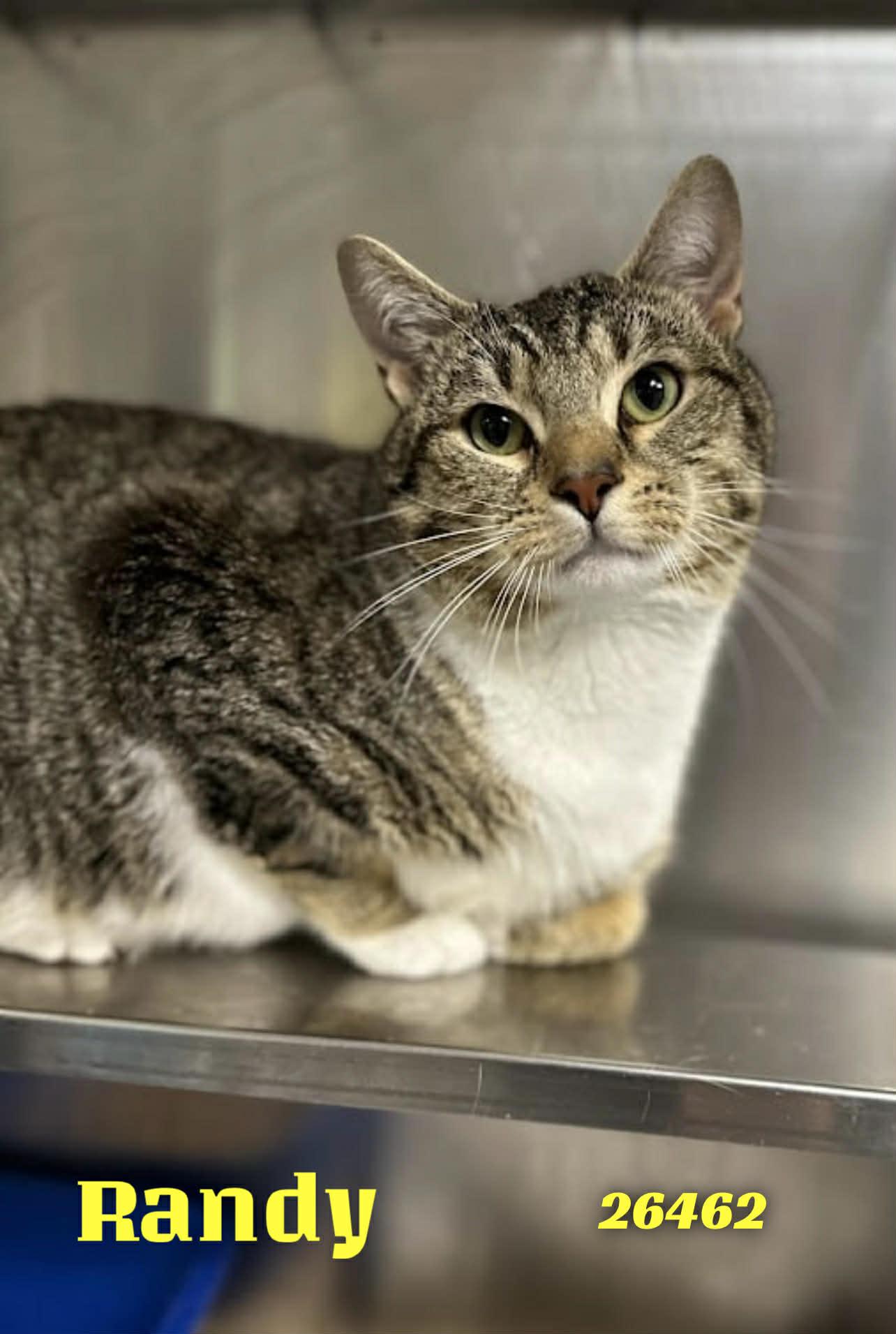 Randy, a ADOPTABLE Domestic Short Hair in Oak Ridge, TN image 2/5