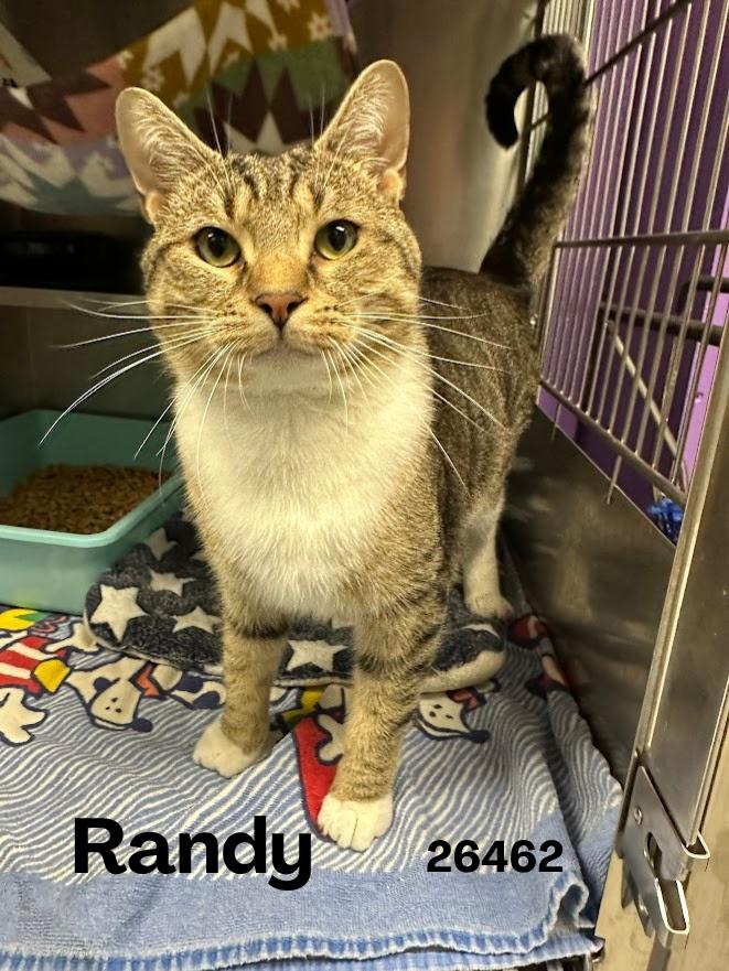 Randy, ADOPTABLE, Young Male Domestic Short Hair.