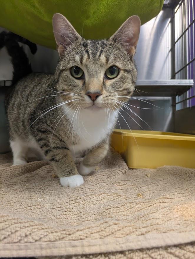 Randy, a ADOPTABLE Domestic Short Hair in Oak Ridge, TN image 5/5