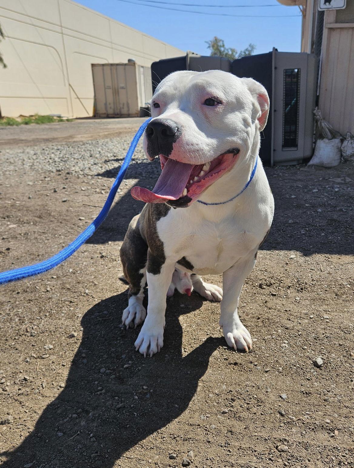 Jones, Adopted, Adult Male Pit Bull Terrier.