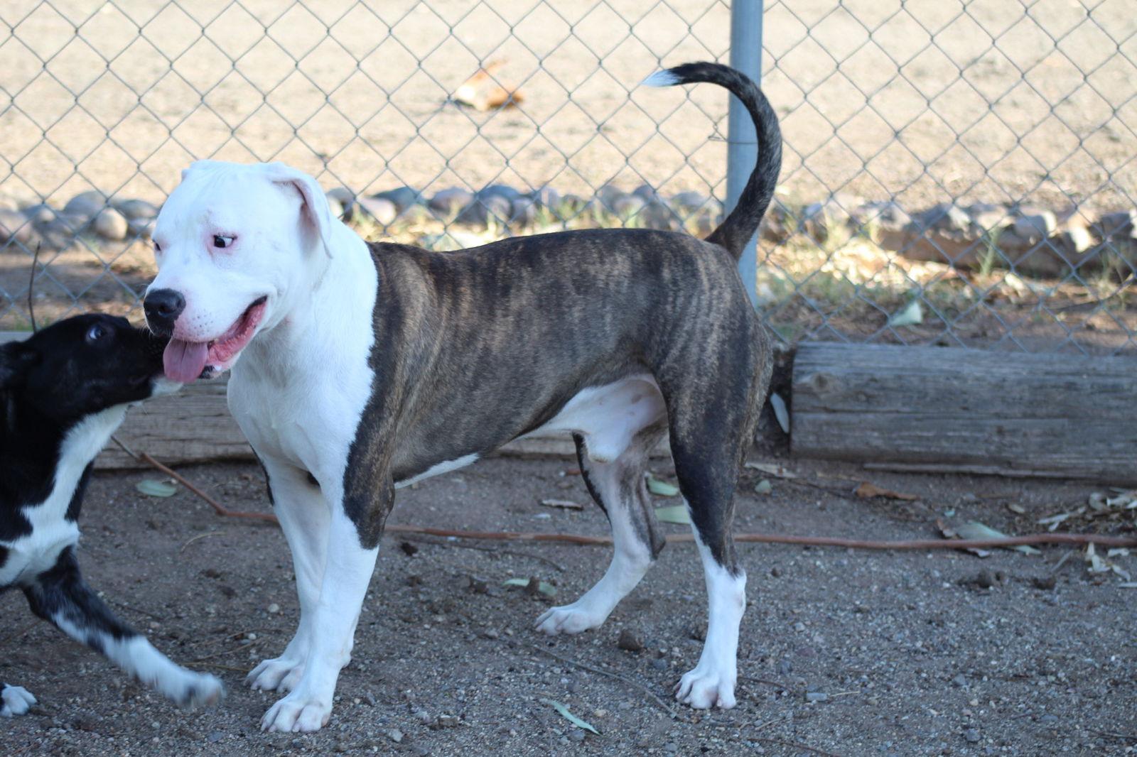 Enlarge Jones, a Adopted Pit Bull Terrier in El Centro, CA image 2/3