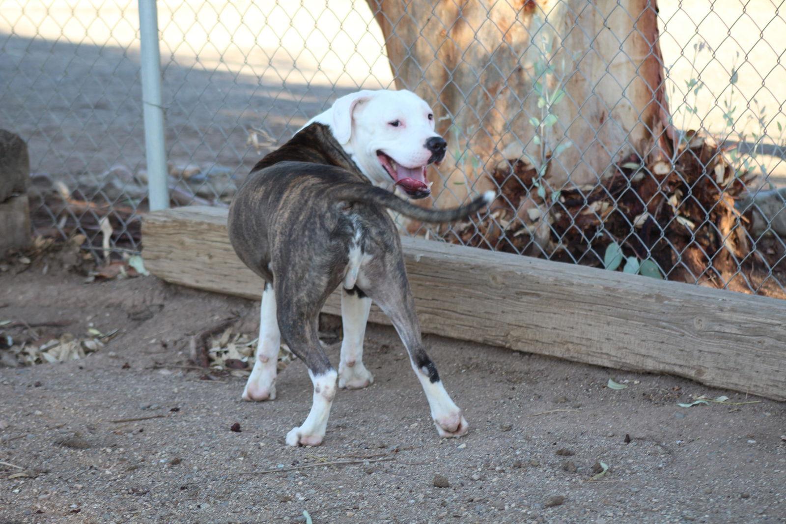 Enlarge Jones, a Adopted Pit Bull Terrier in El Centro, CA image 3/3