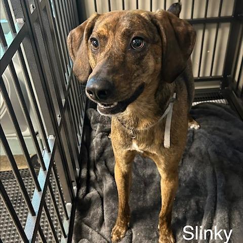 Enlarge Slinky, a Adoptable Plott Hound in Knoxville, TN image 1/1