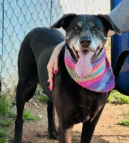 Enlarge Sia $85 Fostered, a Adoptable mixed breed in Seneca, SC image 1/3