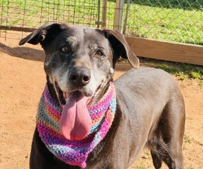 Enlarge Sia $85 Fostered, a Adoptable mixed breed in Seneca, SC image 2/3