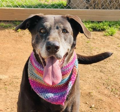 Enlarge Sia $85 Fostered, a Adoptable mixed breed in Seneca, SC image 3/3