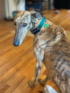 Marión, Adoptable, Adult Male Greyhound.