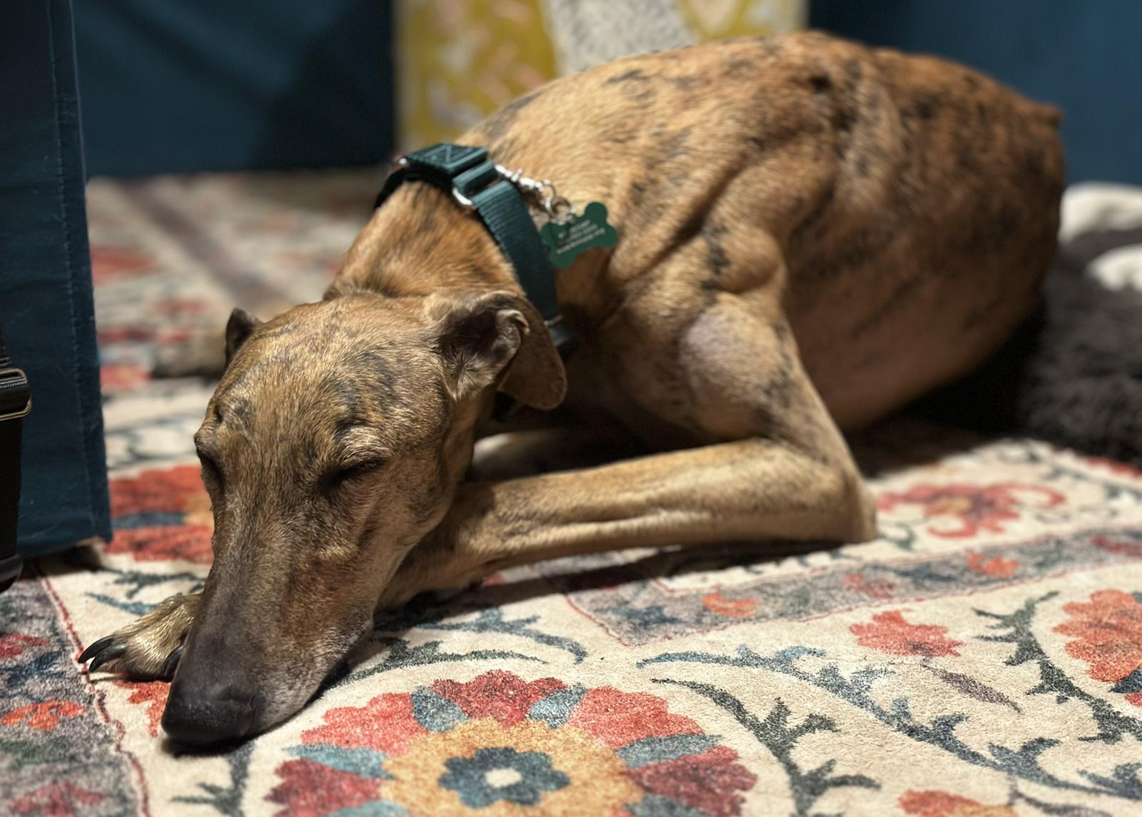 Marión, Adoptable, Adult Male Greyhound & Galgo Spanish Greyhound.