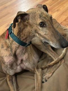 Enlarge Marión, a Adoptable Greyhound in Kansas City, MO image 2/3