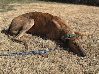 Marión, a Adoptable mixed breed in Kansas City, MO image 3/3