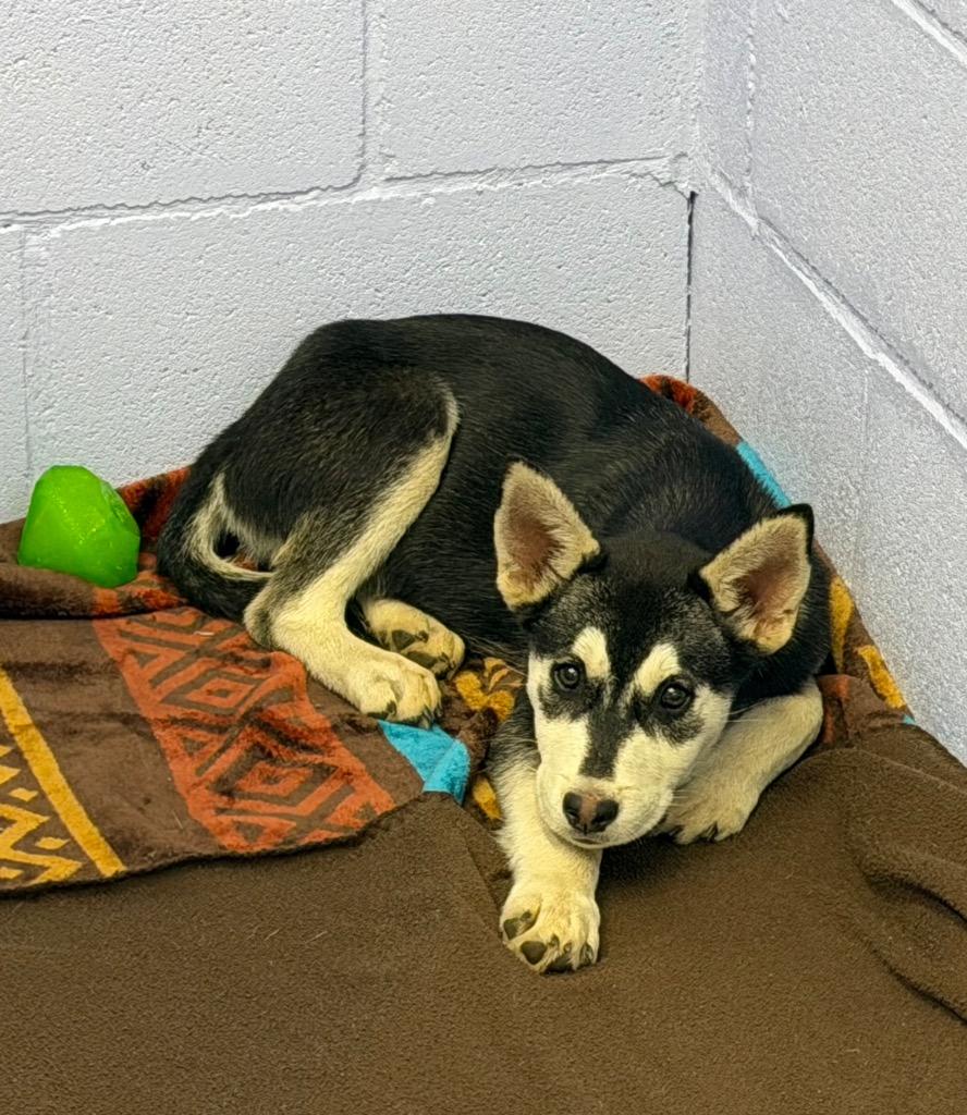 Enlarge M Litter-Ace, a Adoptable Husky in Seven Points, TX image 1/1