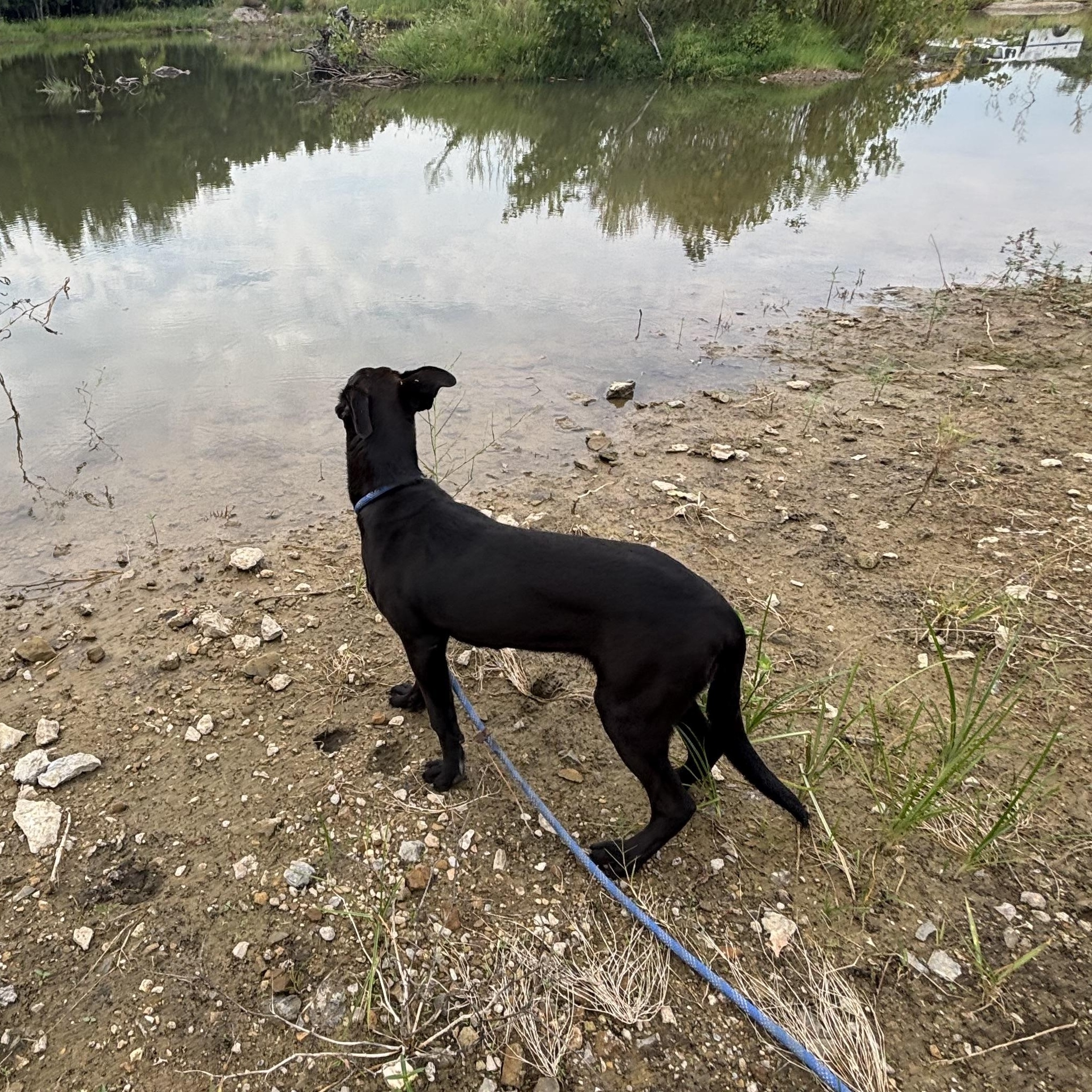 Enlarge Cera, a Adoptable mixed breed in Glenpool, OK image 3/4