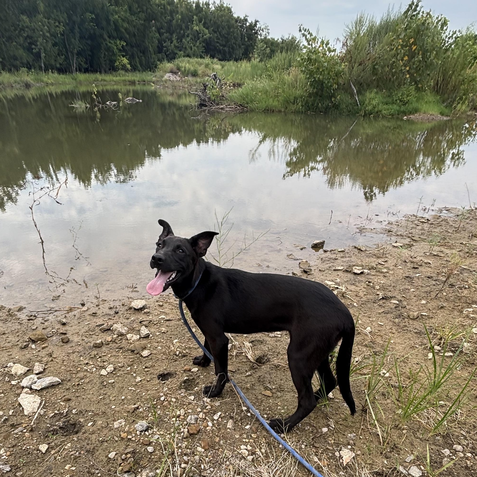 Cera, Adoptable, Young Female German Shepherd Dog.