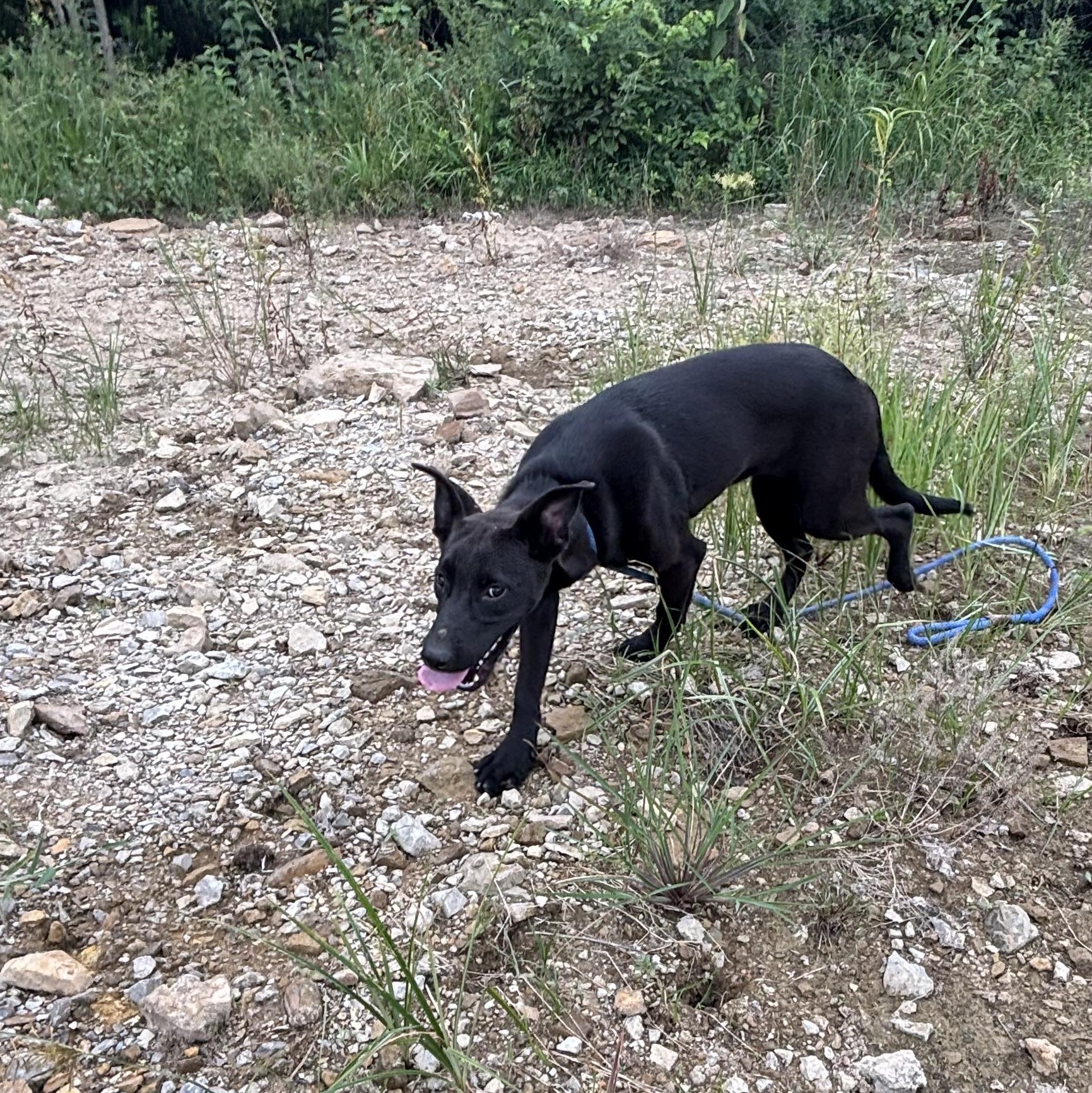 Enlarge Cera, a Adoptable mixed breed in Glenpool, OK image 4/4