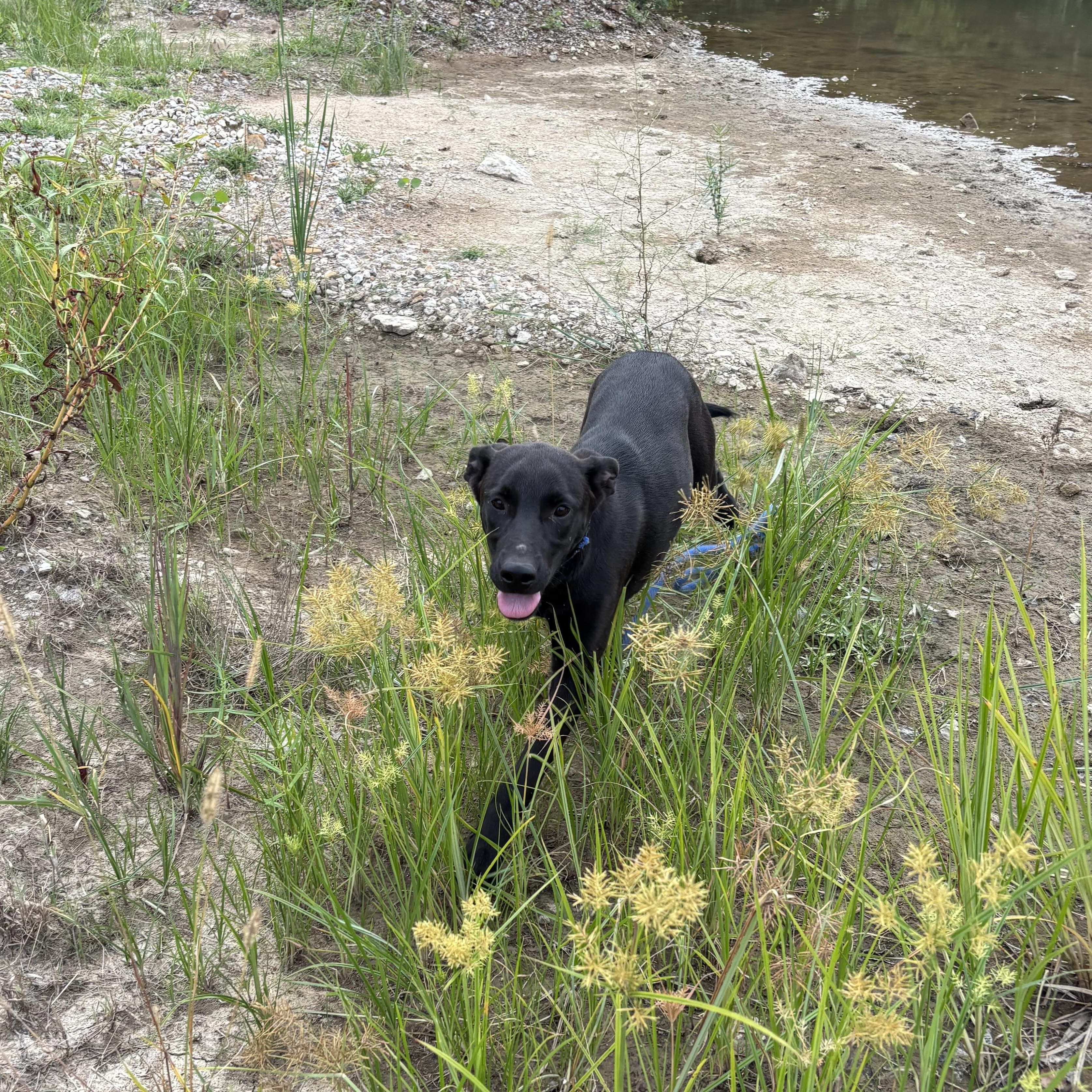 Enlarge Cera, a Adoptable mixed breed in Glenpool, OK image 2/4