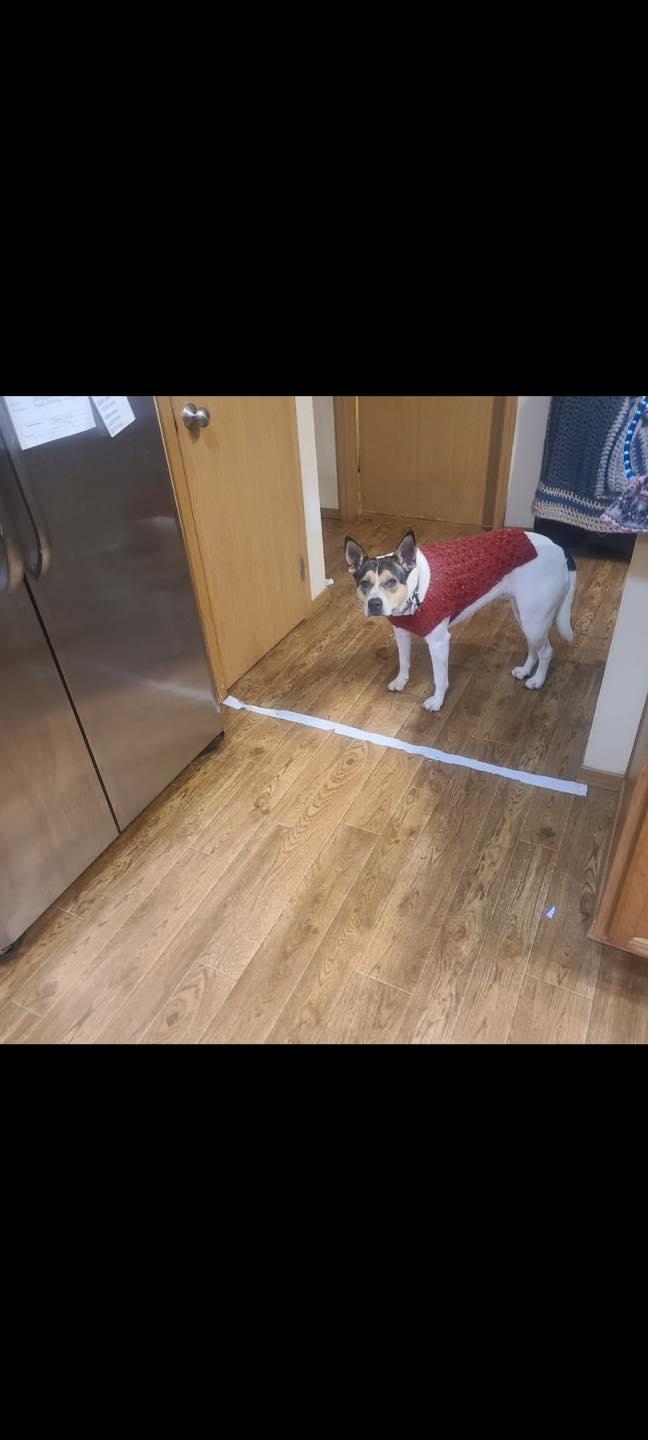 Roxy, ADOPTABLE, Adult Female Cattle Dog.