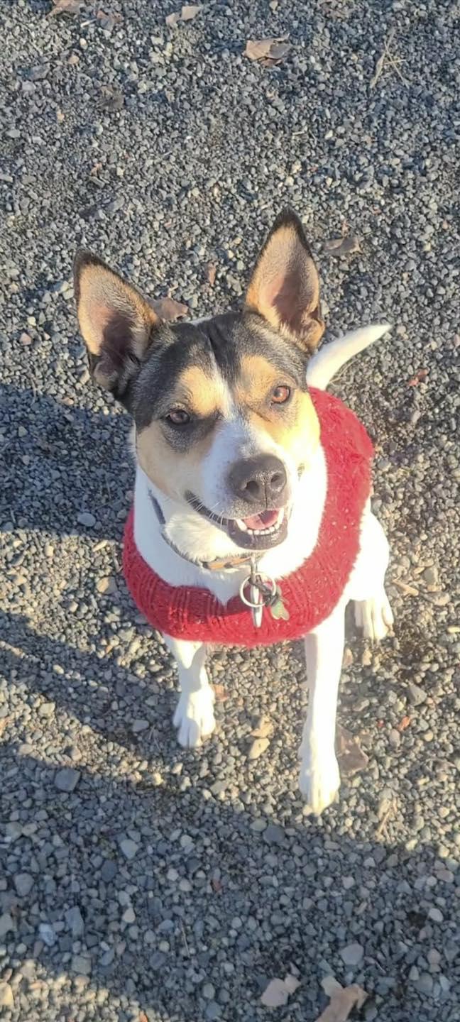 Roxy, a ADOPTABLE mixed breed in CLINTON, WA image 2/3