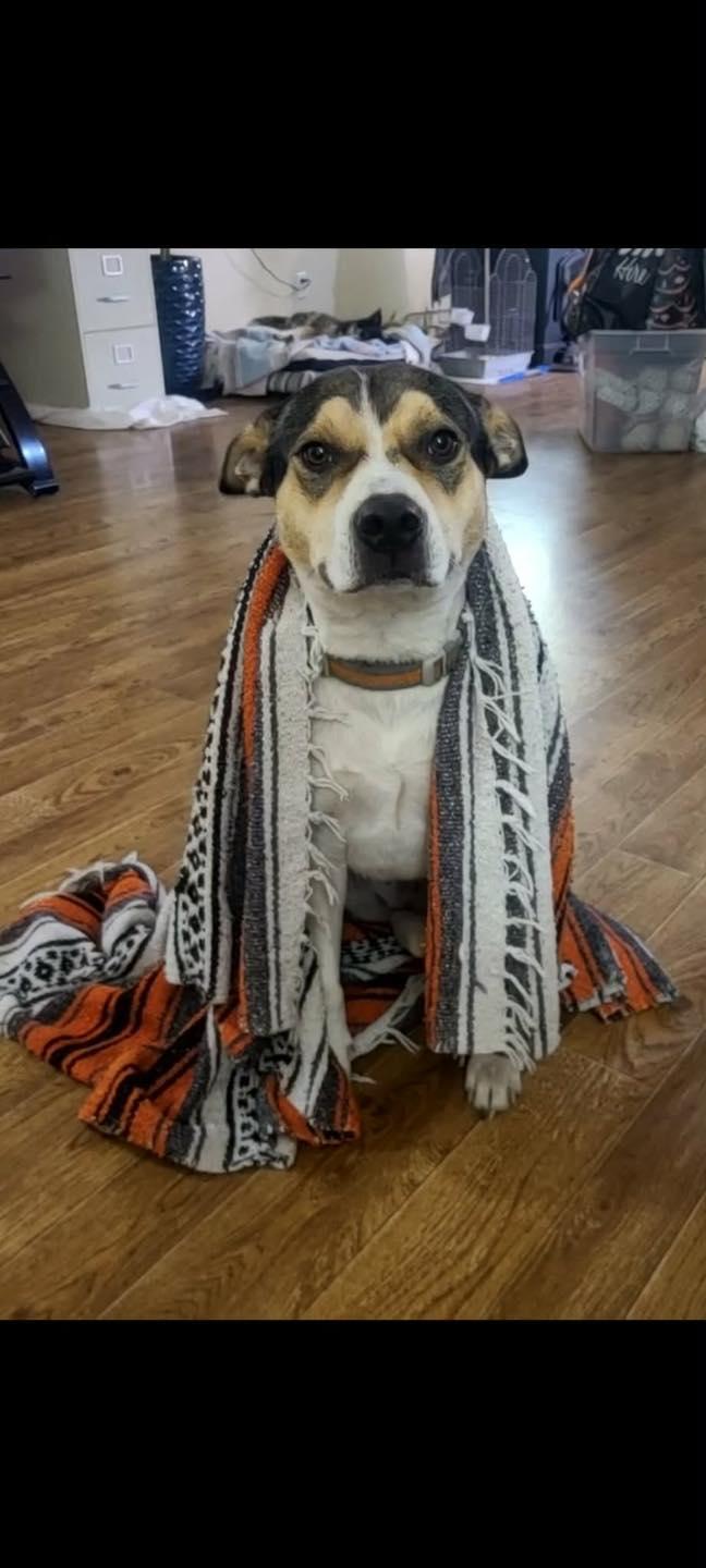 Roxy, a ADOPTABLE mixed breed in CLINTON, WA image 3/3