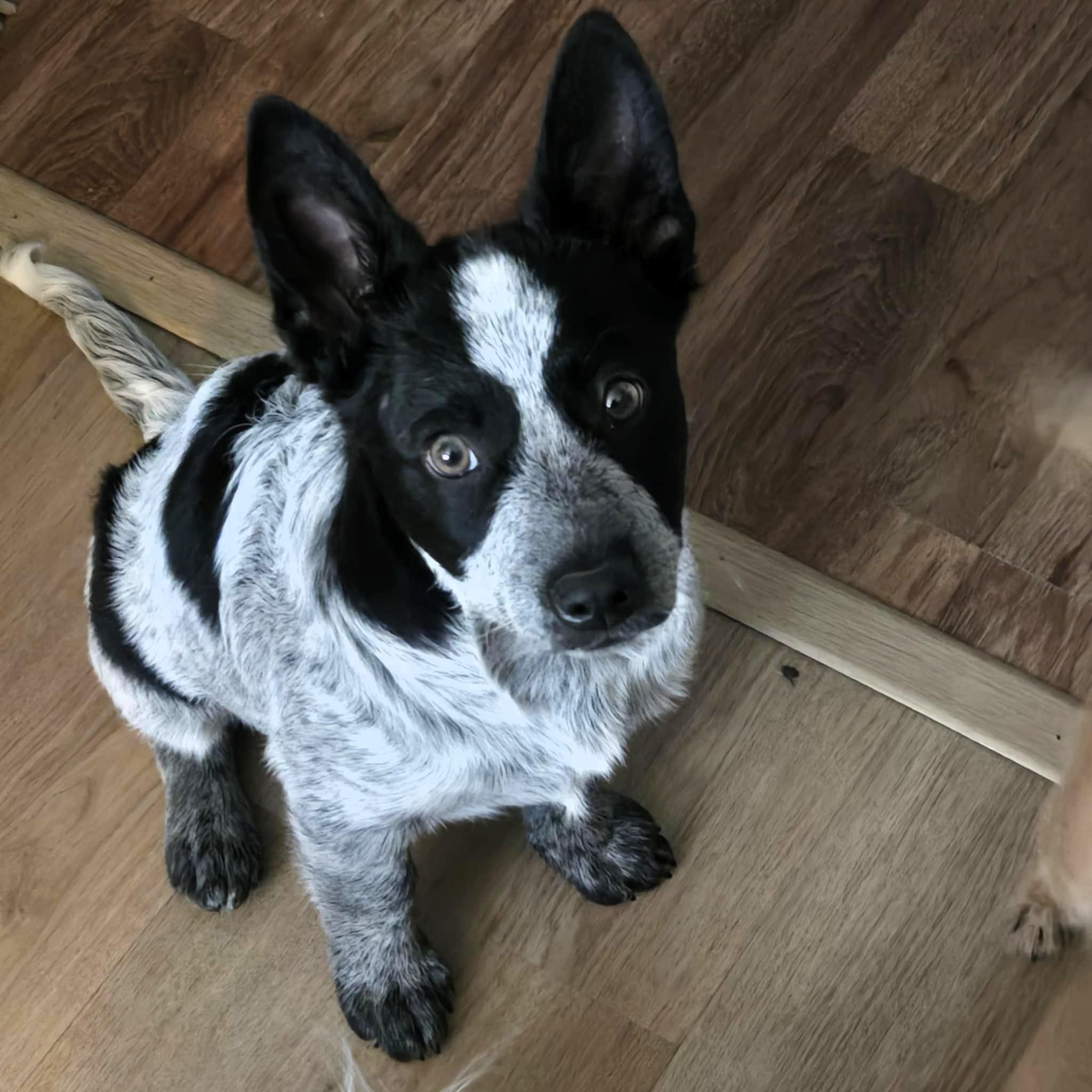 Charlie , ADOPTABLE, Puppy Male Australian Cattle Dog / Blue Heeler.