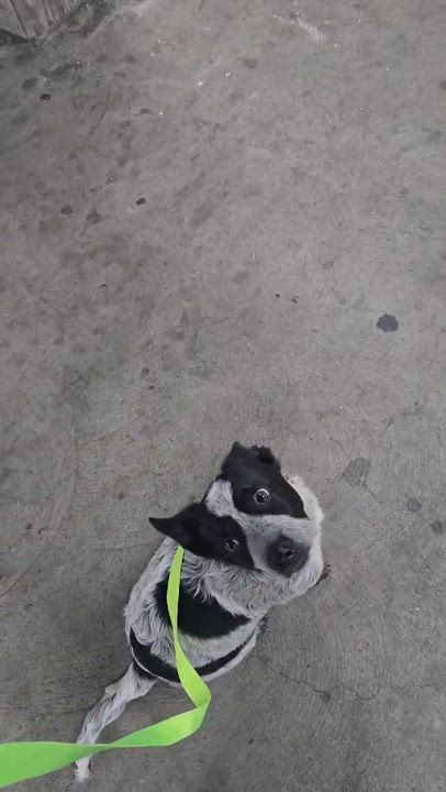 Enlarge Charlie , a ADOPTABLE Australian Cattle Dog / Blue Heeler in San Francisco, CA video 2/3