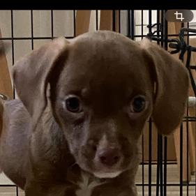 Cherri, Adoptable, Puppy Female Terrier & Mixed Breed.