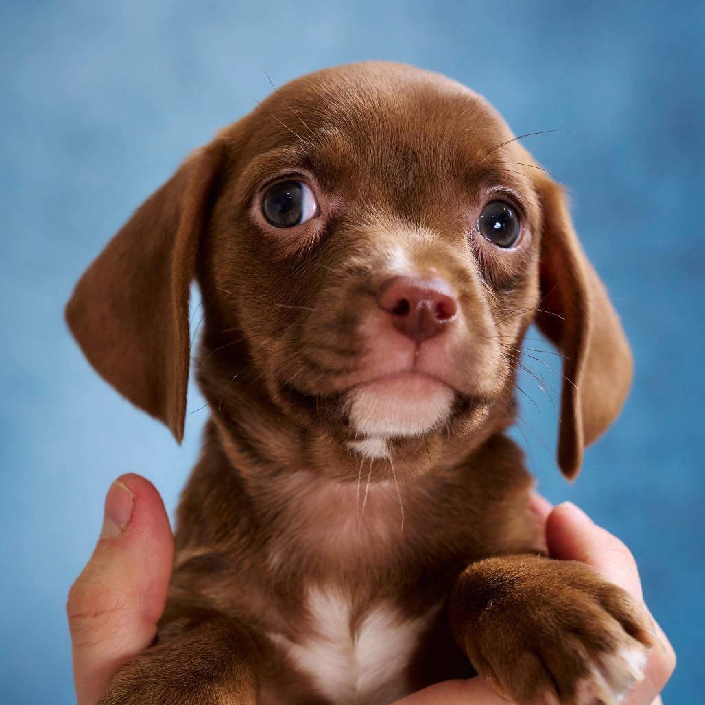 Enlarge Cherri, a Adoptable mixed breed in Chaska, MN image 3/6