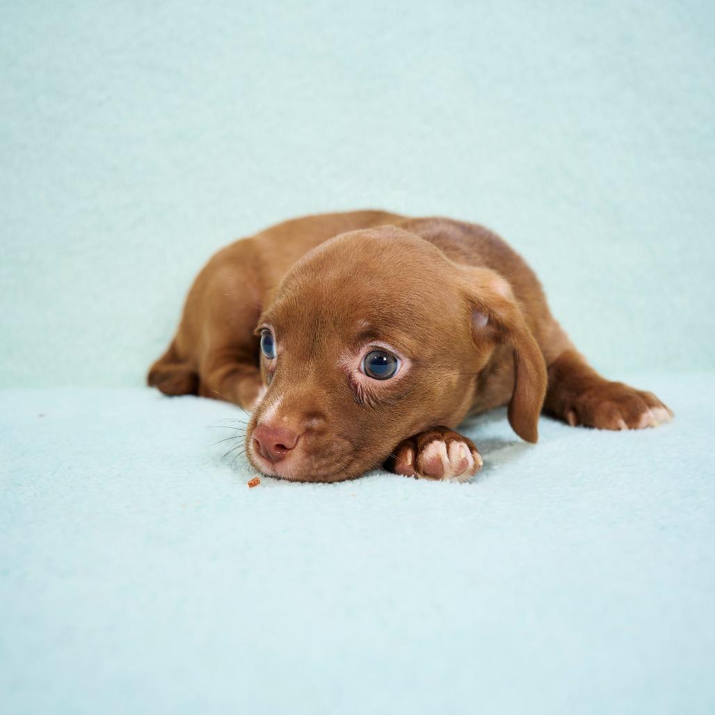 Enlarge Cherri, a Adoptable mixed breed in Chaska, MN image 5/6