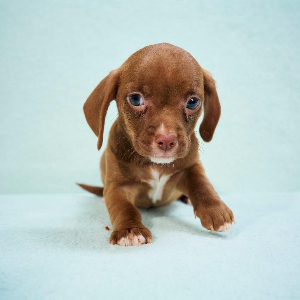 Enlarge Cherri, a Adoptable mixed breed in Chaska, MN image 6/6