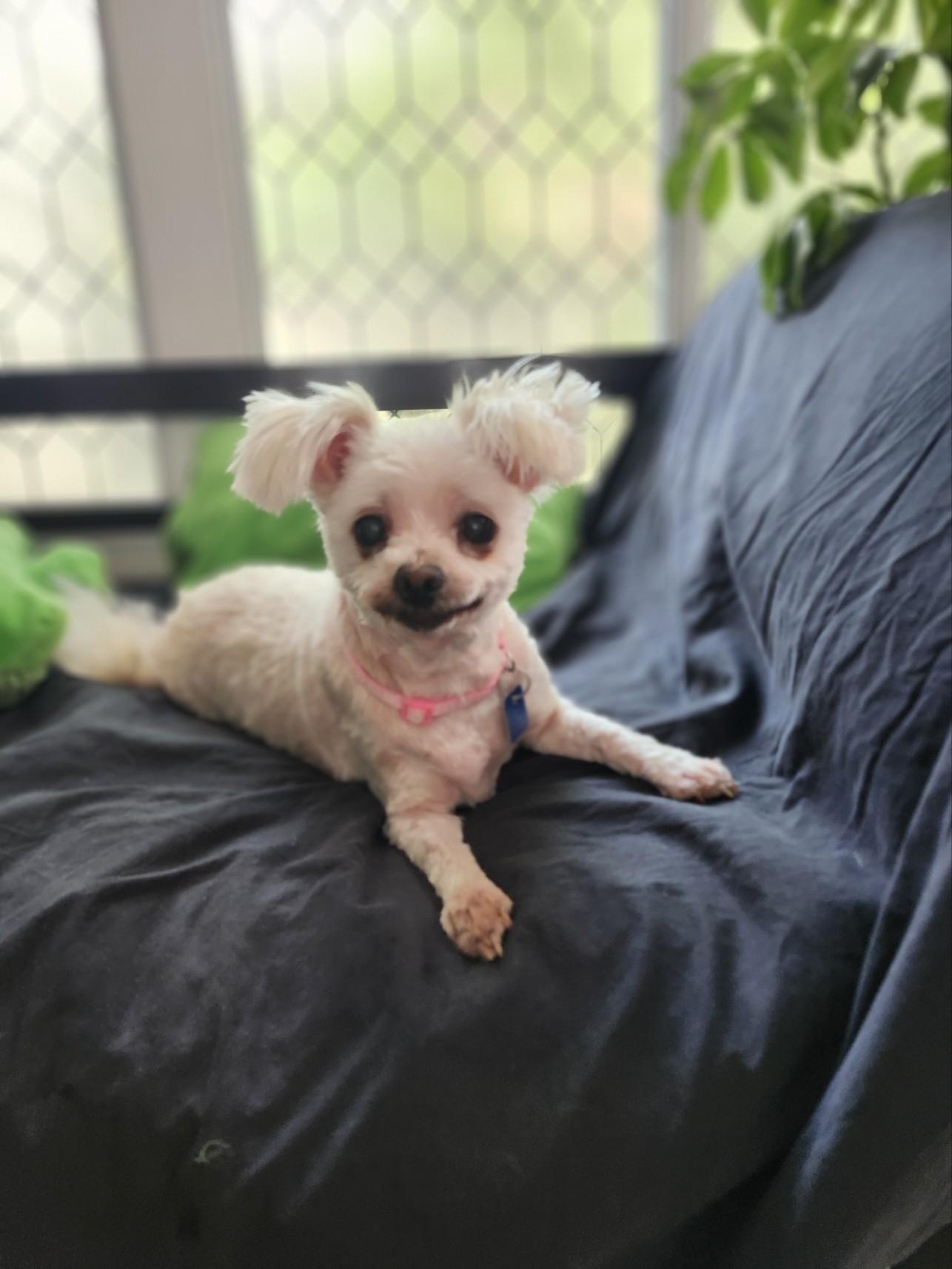 Enlarge Molly, a ADOPTABLE Maltese in Maumee, OH image 6/6