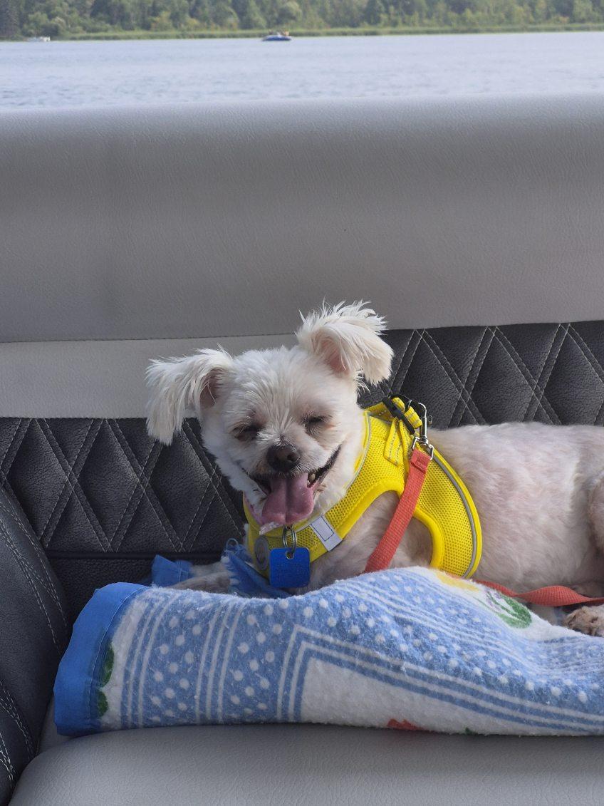 Enlarge Molly, a ADOPTABLE Maltese in Maumee, OH image 5/6