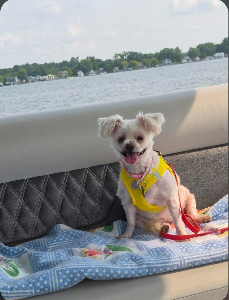 Enlarge Molly, a ADOPTABLE Maltese in Maumee, OH image 4/6