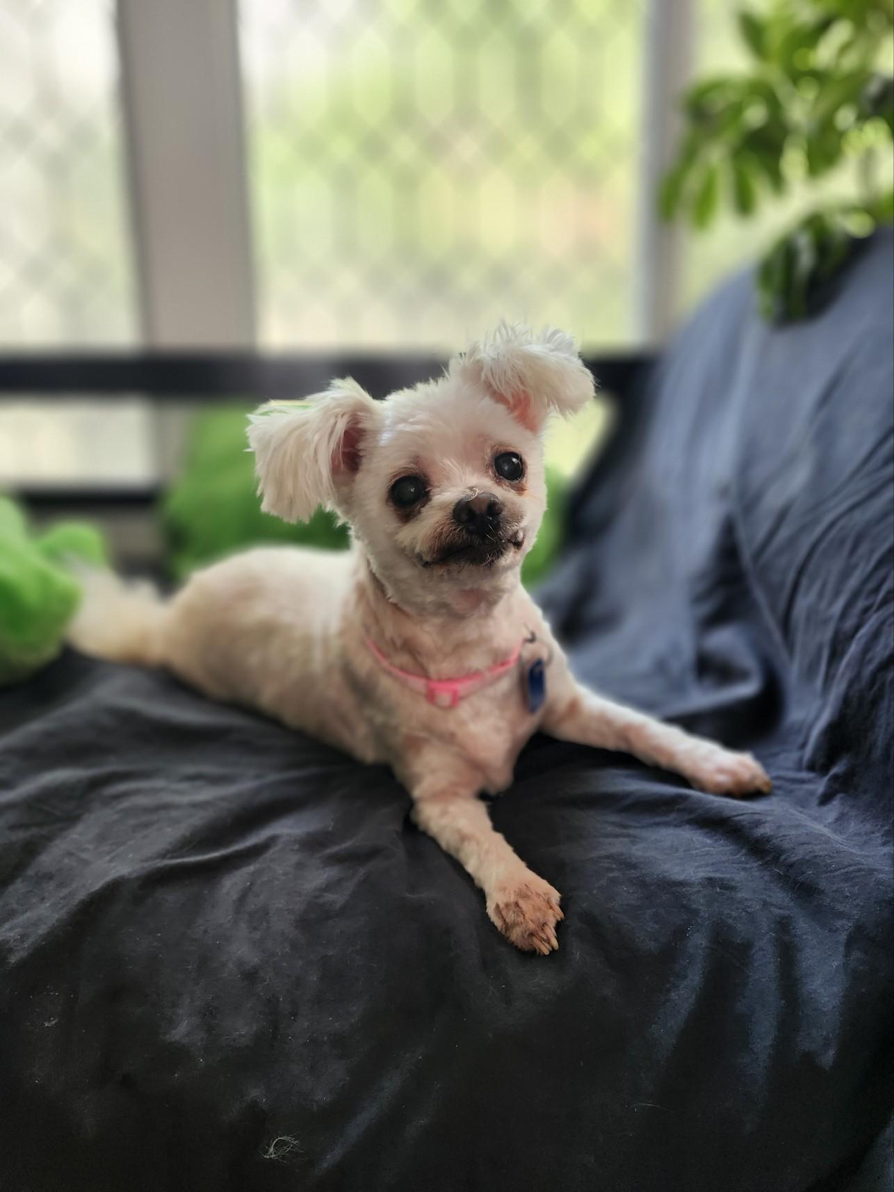 Enlarge Molly, a ADOPTABLE Maltese in Maumee, OH image 3/6
