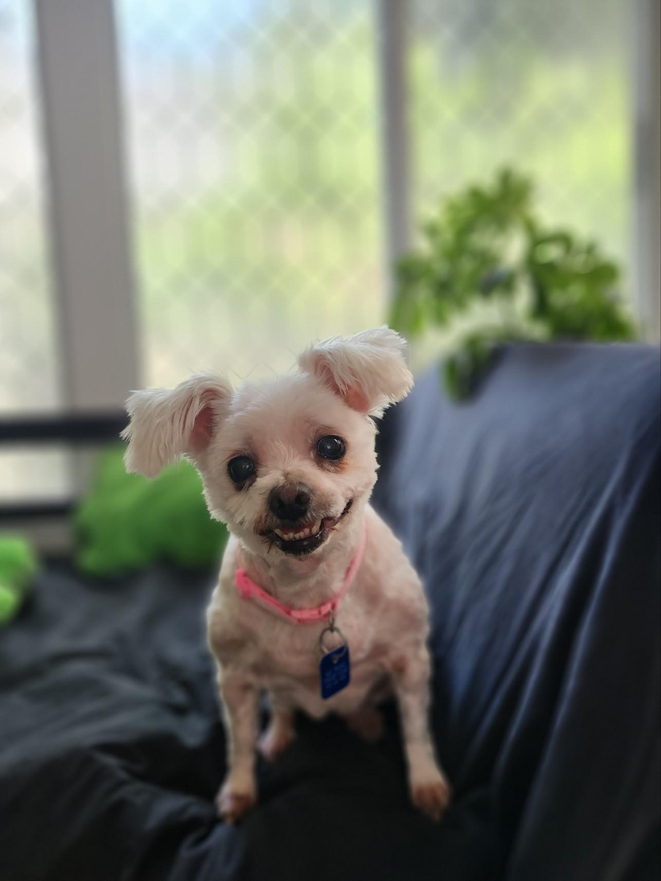 Enlarge Molly, a ADOPTABLE Maltese in Maumee, OH image 2/6