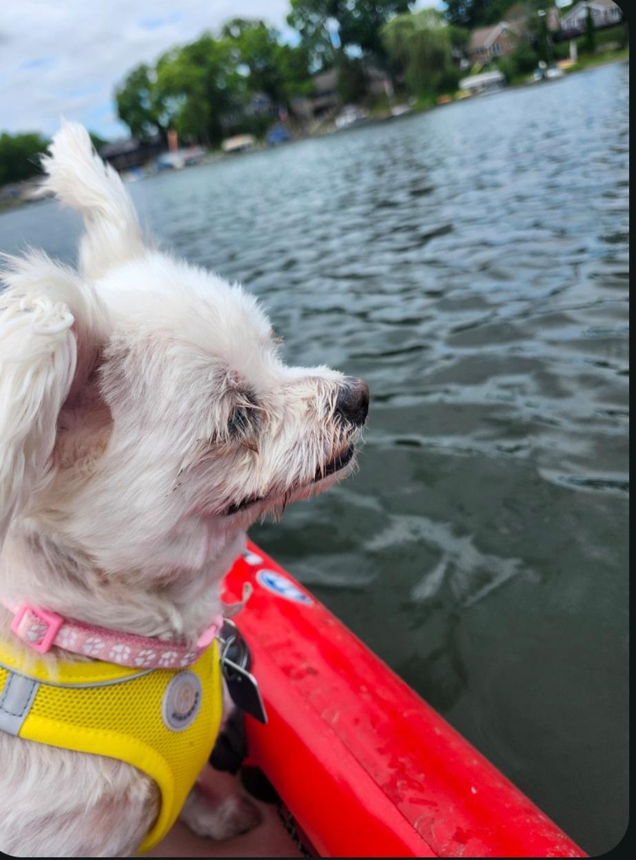 Molly, ADOPTABLE, Senior Female Maltese.