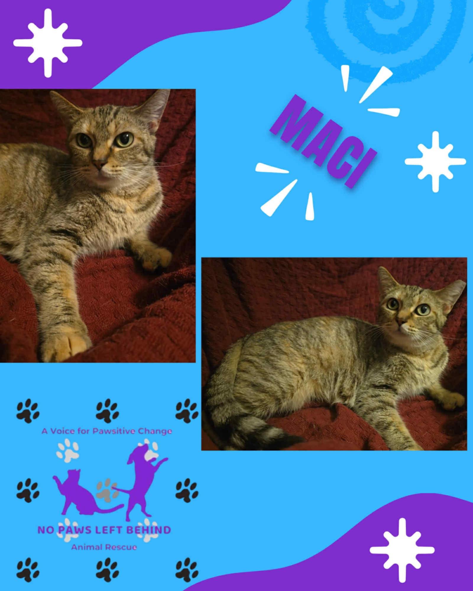 Maci