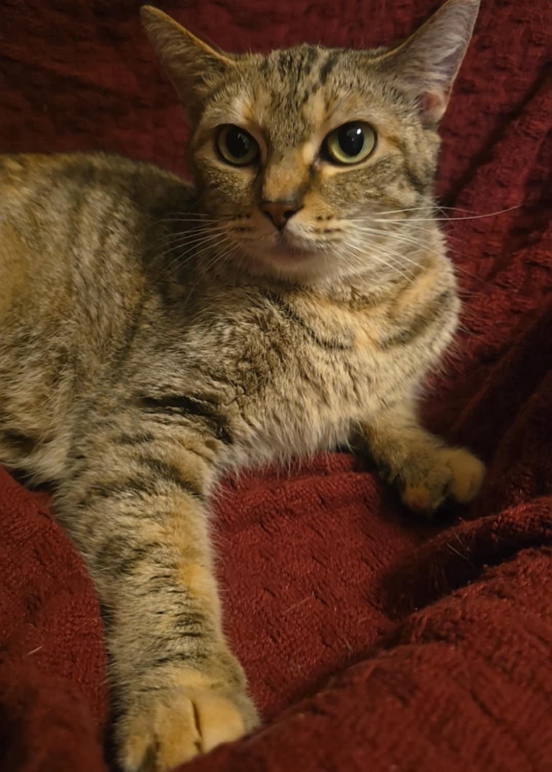 Maci