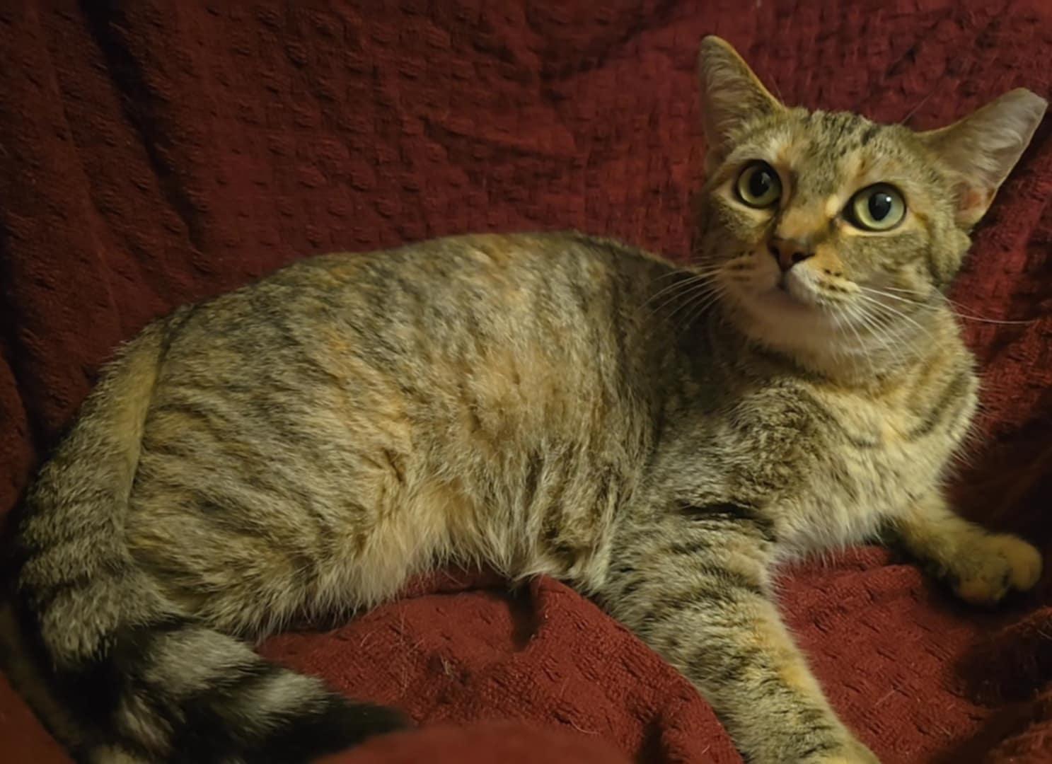 Maci