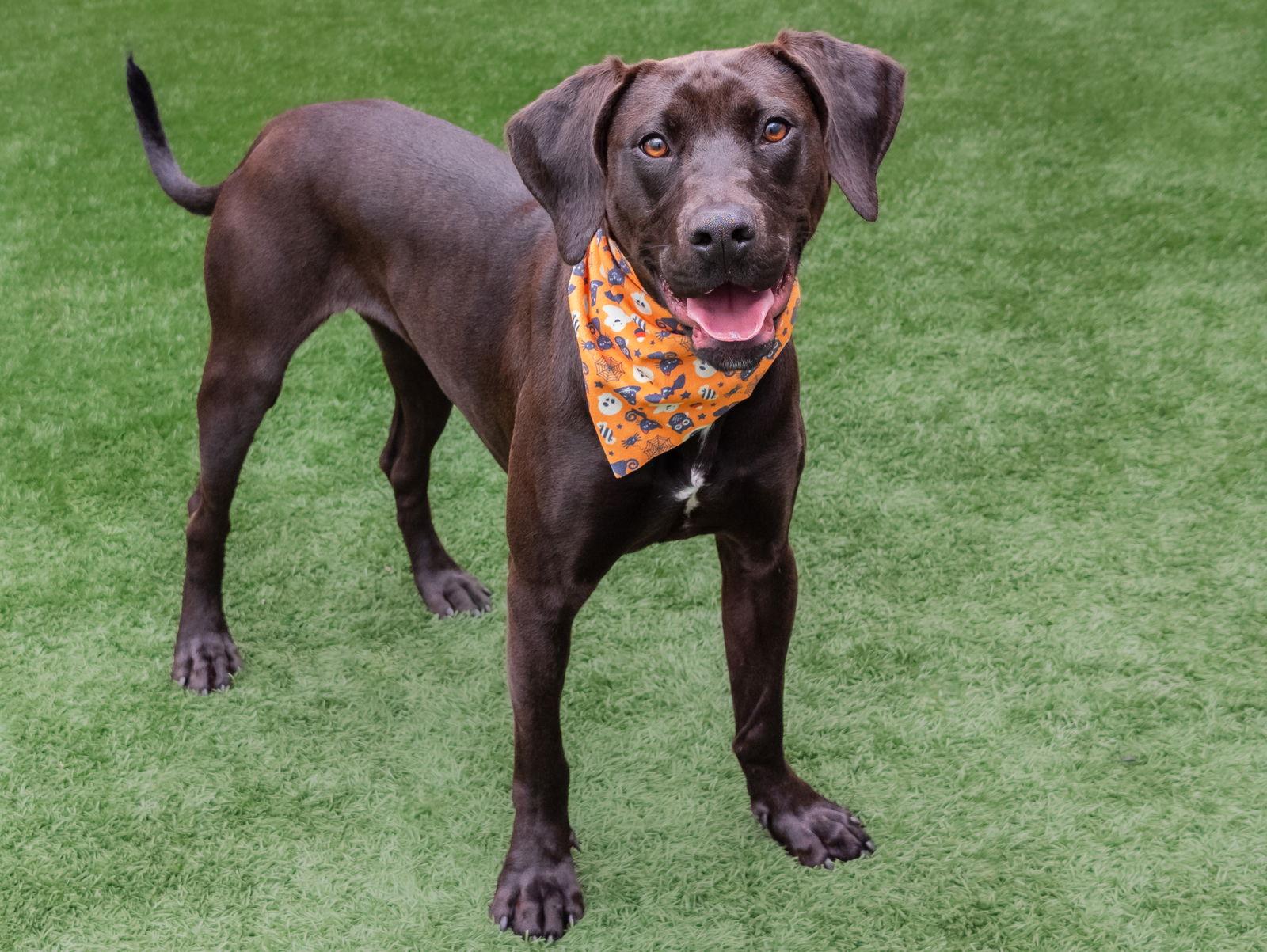 Georgia, Adoptable, Young Female Hound.