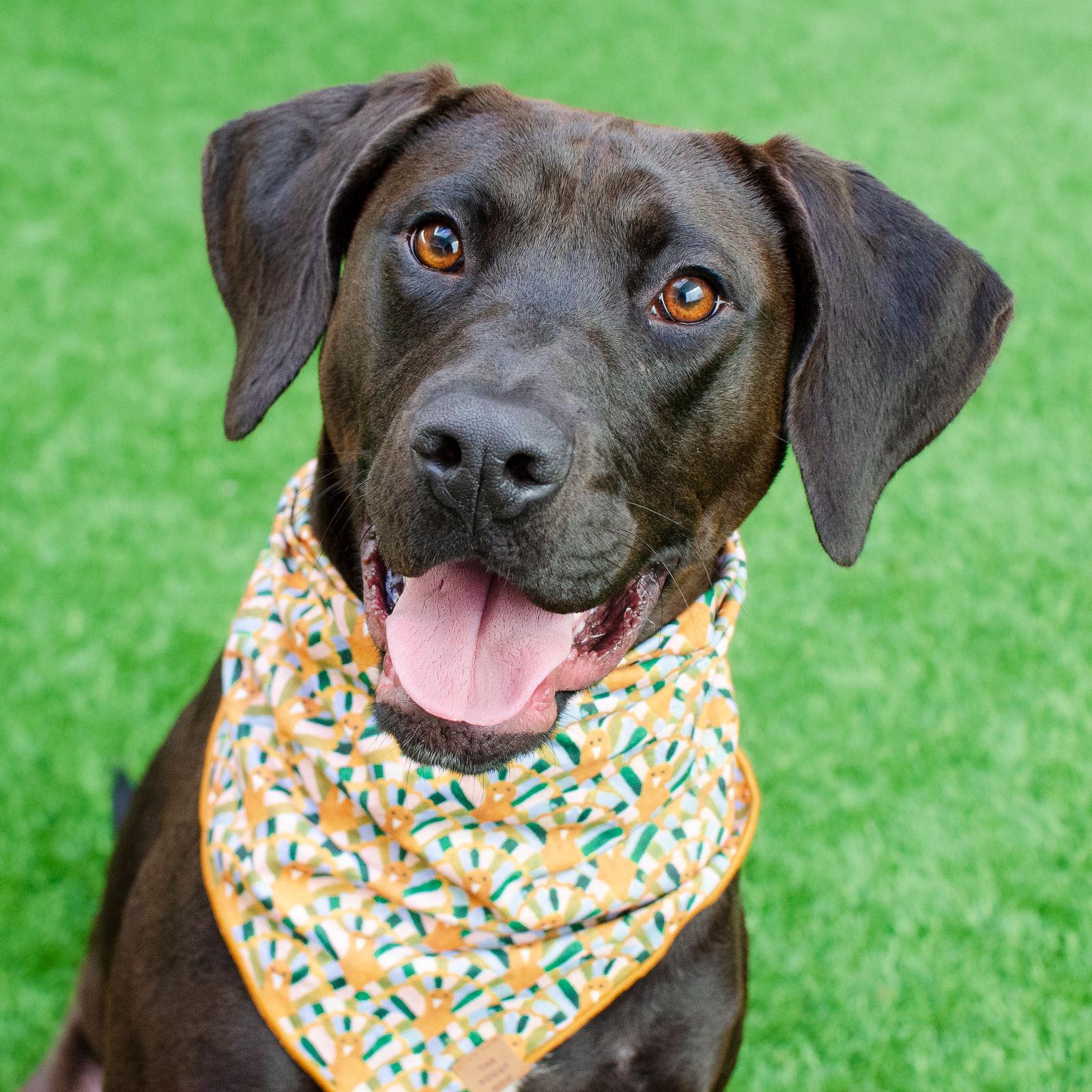 Enlarge Georgia, a Adoptable mixed breed in Burlingame, CA image 2/3