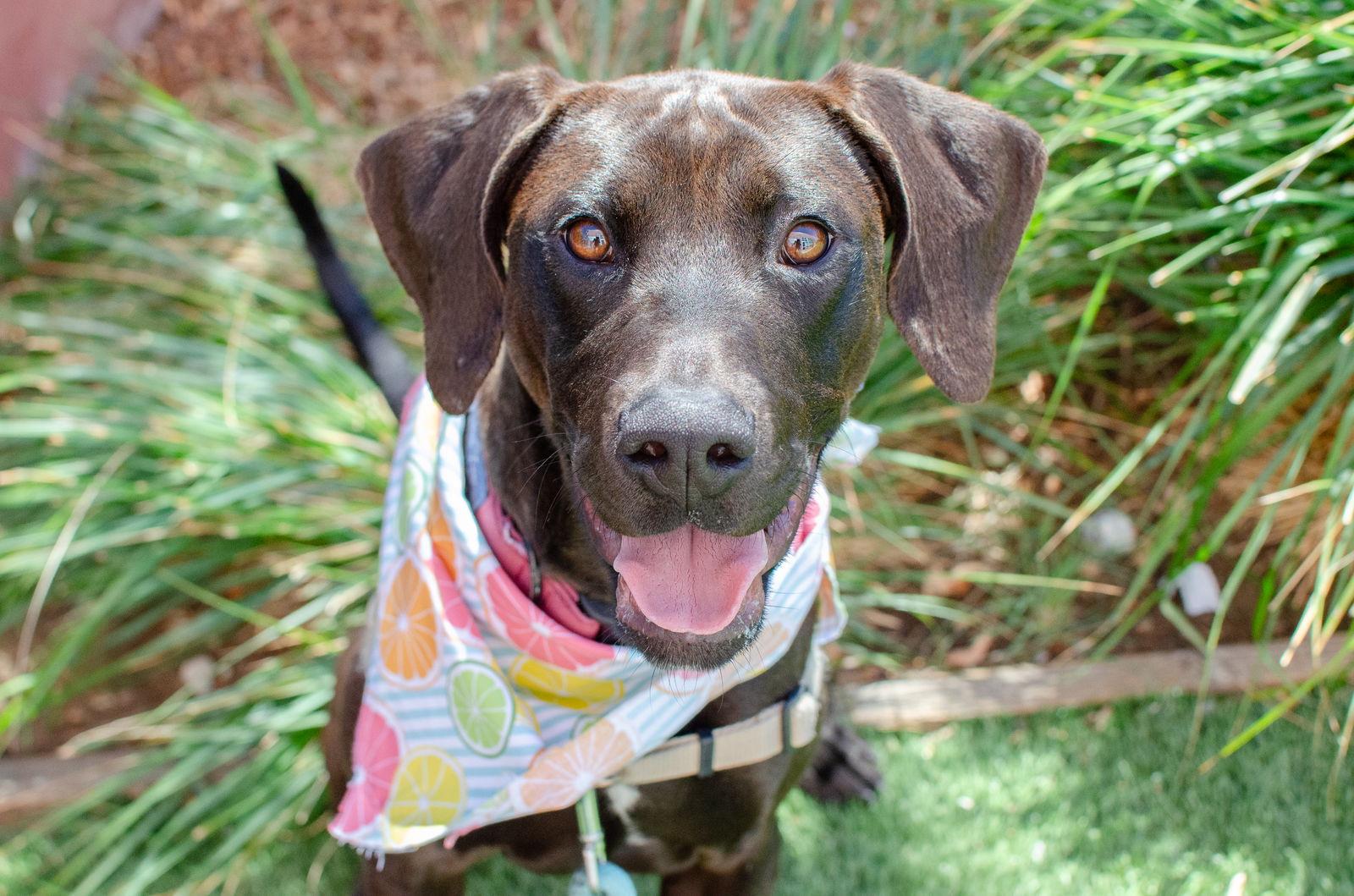 Enlarge Georgia, a Adoptable mixed breed in Burlingame, CA image 3/3