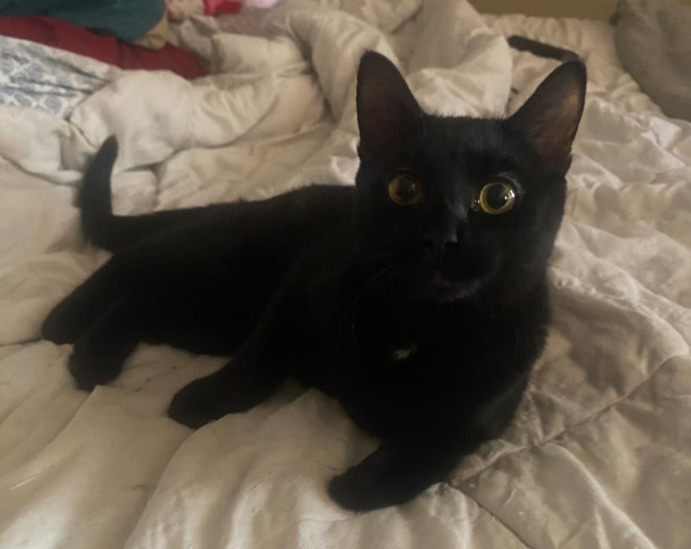 Pepper, Adoptable, Kitten Female Domestic Short Hair.