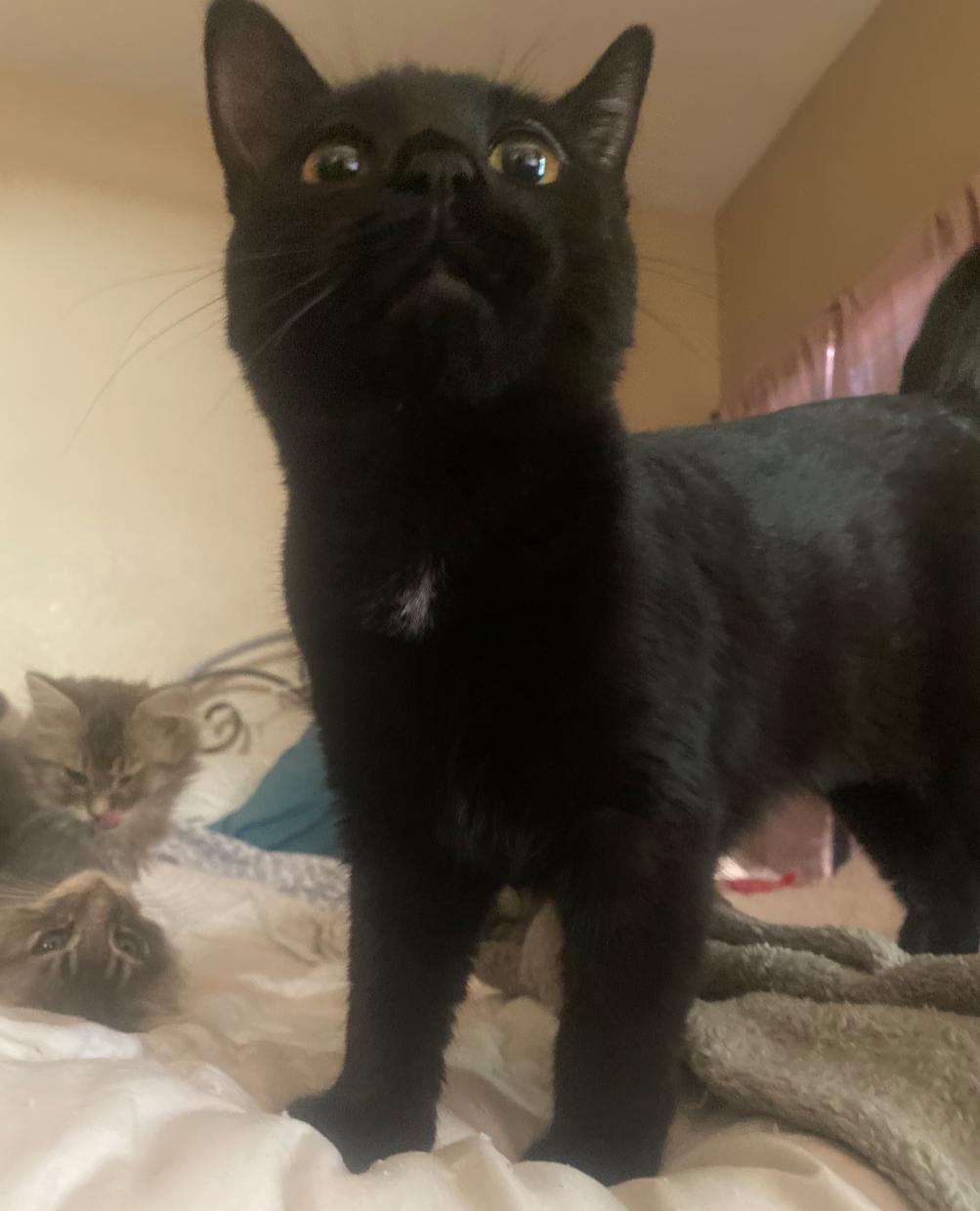 Pepper, a Adoptable Domestic Short Hair in Glendale, AZ image 2/2