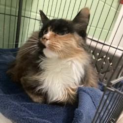 Luna, Adoptable, Adult Female Domestic Long Hair.