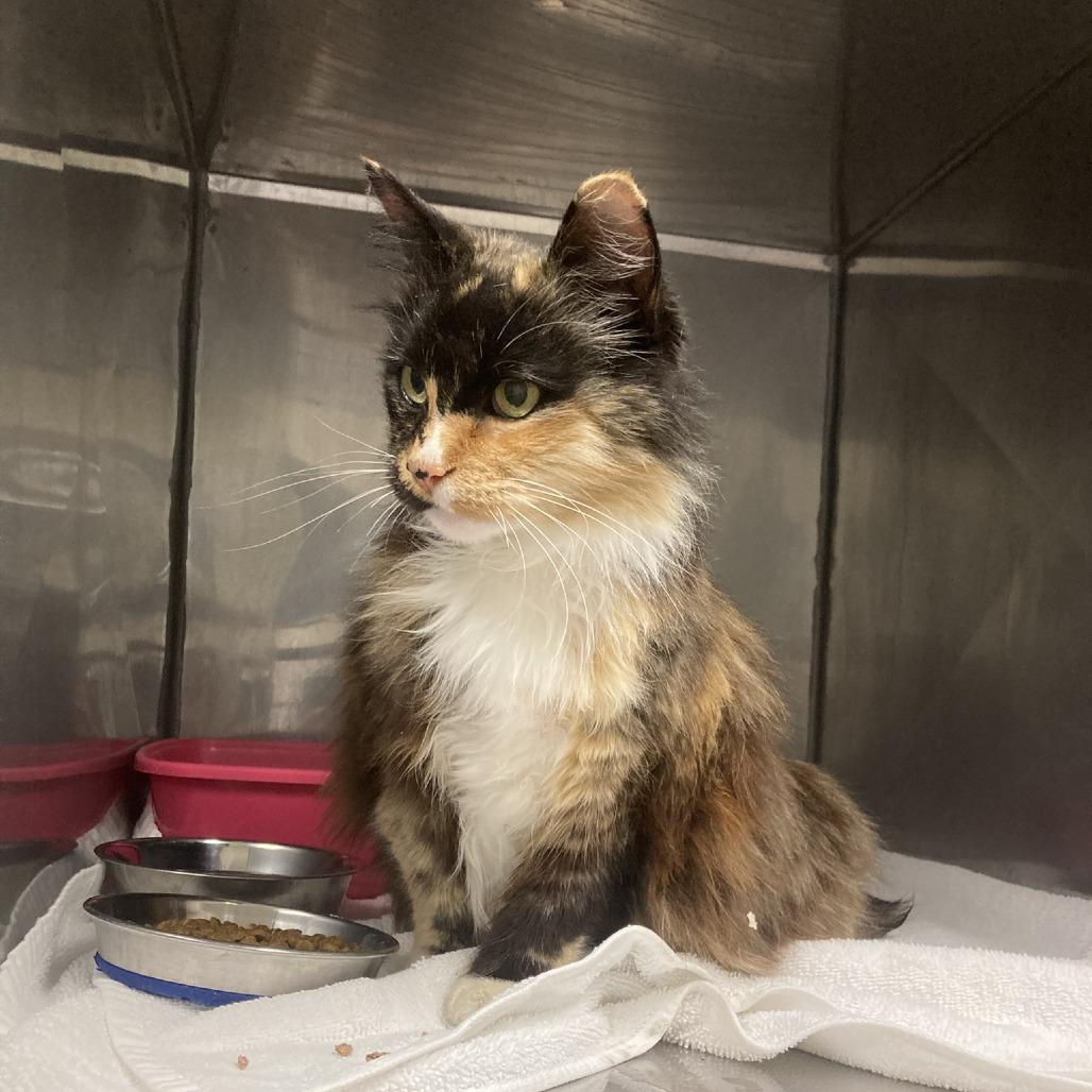 Luna, Adoptable, Adult Female Domestic Long Hair.