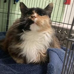 Enlarge Luna, a Adoptable Domestic Long Hair in Pittsford, VT image 1/3