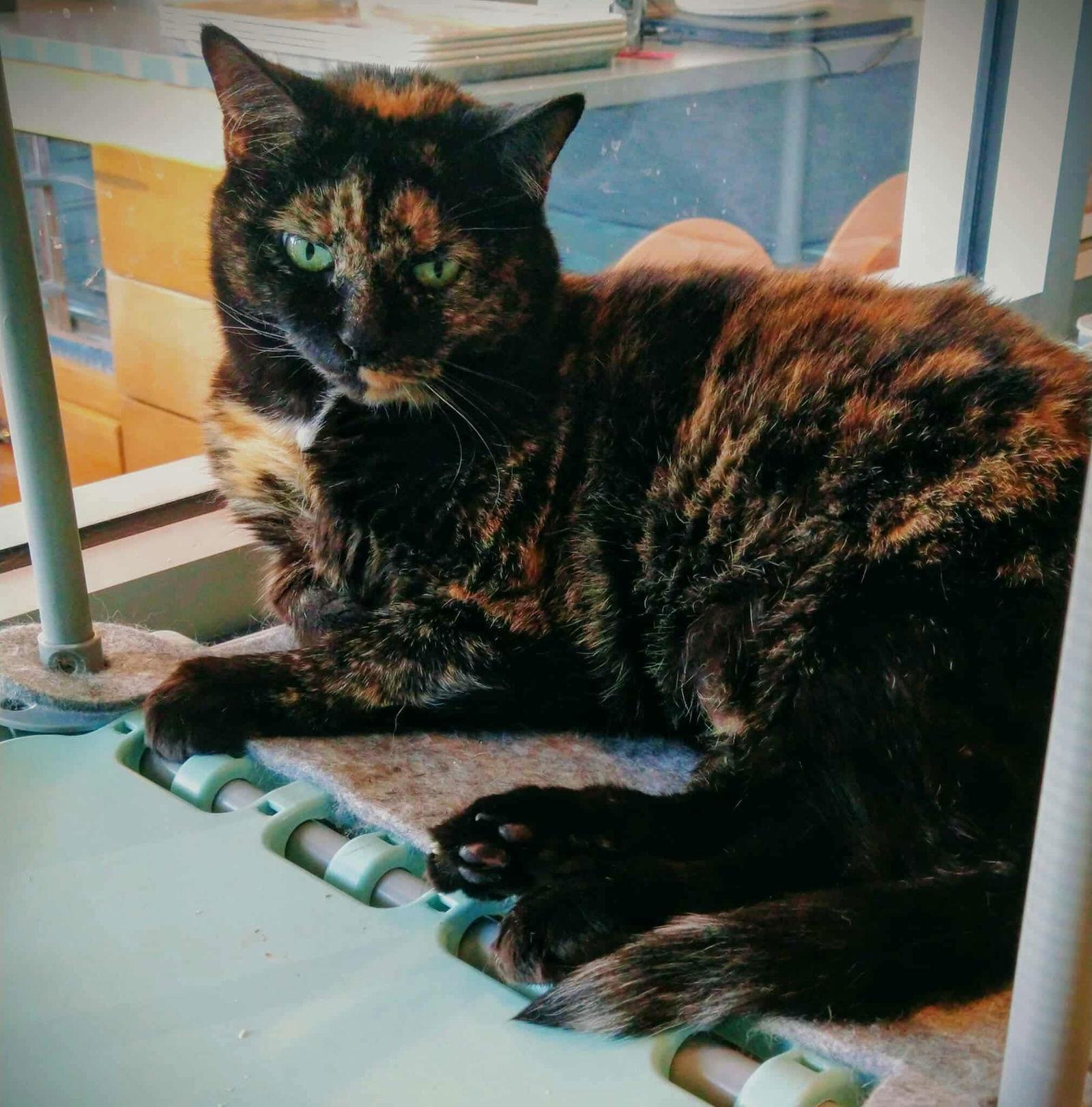 Moxie, Adoptable, Adult Female Tortoiseshell.