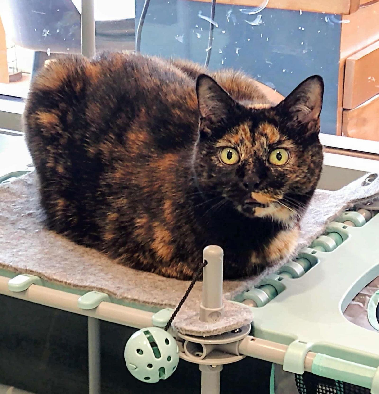 Moxie, a Adoptable Tortoiseshell in Oakboro , NC image 2/3